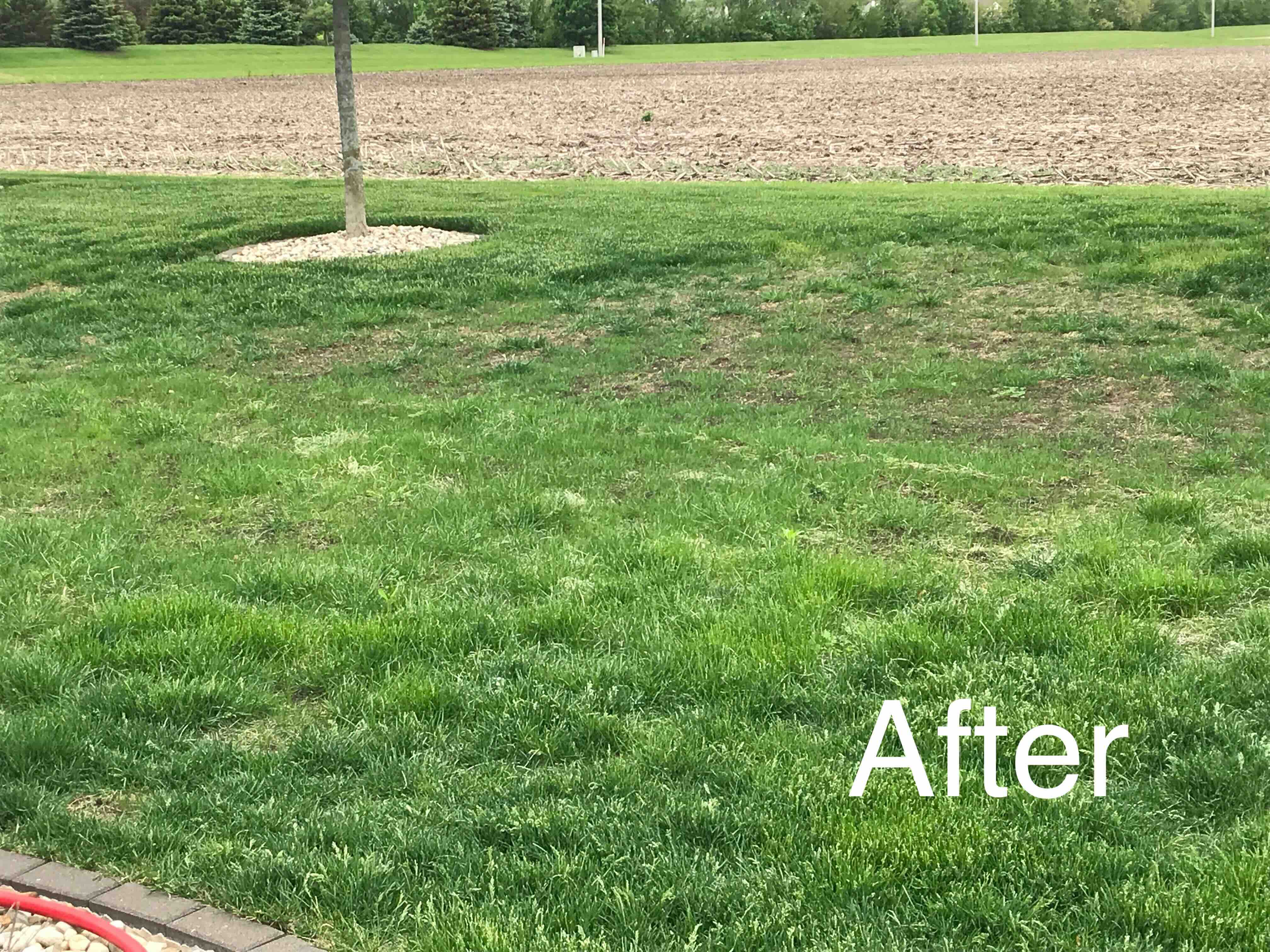 Austin's Lawn Service work photo 13